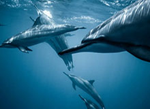 开云体育官网开云-CBA1/4决赛对阵出炉 沪深交锋 辽粤京厦死亡半区